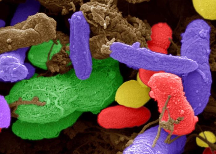 Commensal bacteria secrete metabolites that mimic human signaling molecules