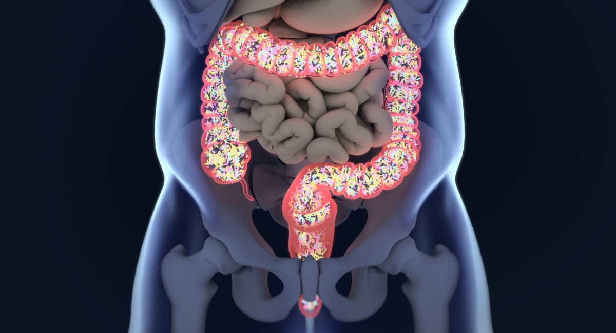 Gut bacteria’s interactions with immune system mapped