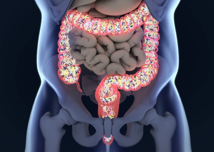 Gut bacteria’s interactions with immune system mapped